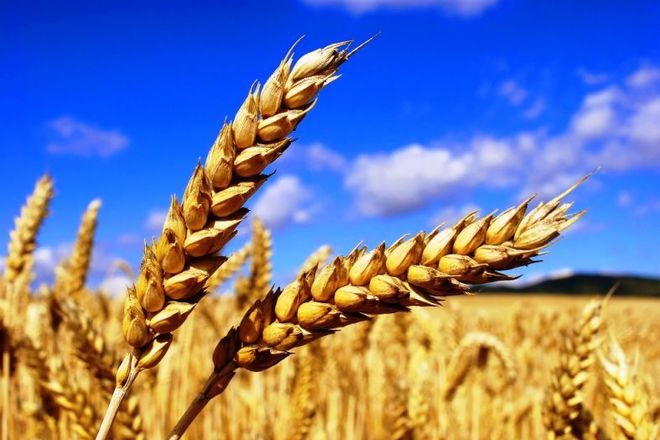 В Україні скорочується обсяг посівів пшениці - аналітики компанії Pro-Consulting. UBR.ua